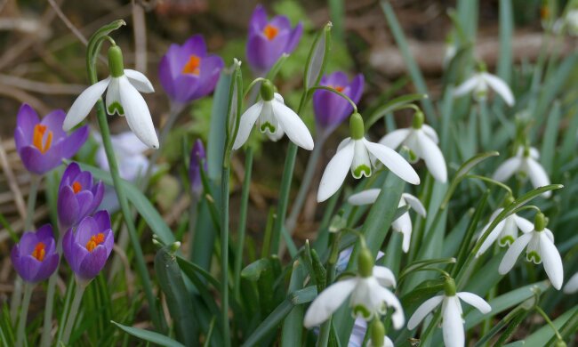 В столиці пройшла операція Первоцвіт: вилучили 8000 квітів на 270 тисяч