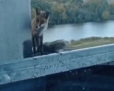 У Києві зоозахисникам довелося рятувати лисицю з даху недобудови