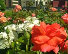Біля київського Біг-Бена розцвіли троянди (фото)