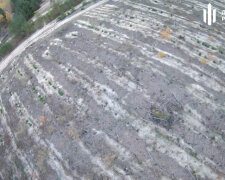 ДБР під Києвом виявило незаконні вирубки лісу на 15 млн: “чорних” лісорубів брали на гарячому