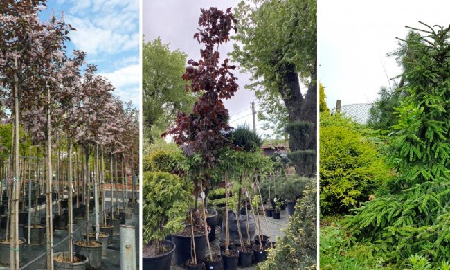 У столиці комунальники Печерську замовили саджанців майже на 6 млн грн і приховали це