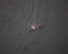 Виявлено отруту в київських ставках, де масово загинула риба і птахи