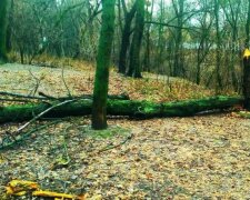 Вітер повалив в Києві понад двадцять дерев
