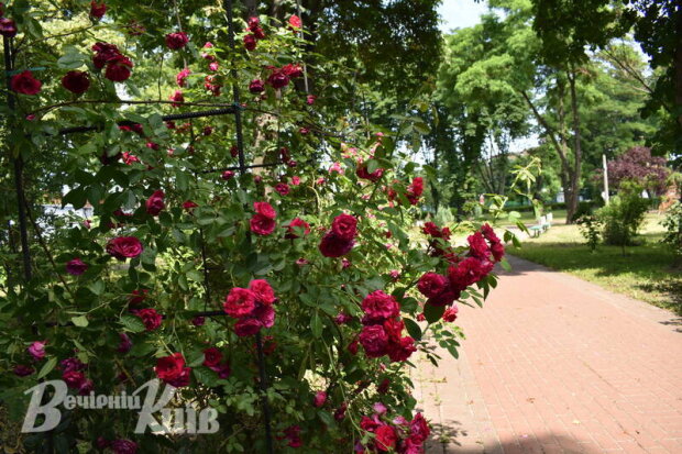 Квітковий сад: на Подолі можна прогулятись сквером троянд (фото)