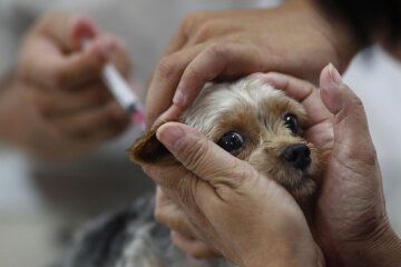 У трьох районах Київщини протягом тижня проводитимуть щеплення домашніх тварин проти сказу