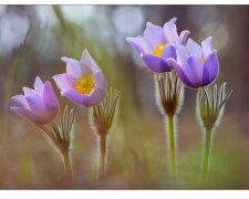 Фото як терапія: у Києві презентували благодійний Весняний вернісаж на підтримку прикордонників