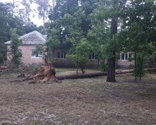 Потрощив дерева та дроти: під Києвом ураган накоїв лиха (фото, відео)