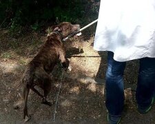 У парку Партизанської слави собаку залишили прив’язаним на два дні