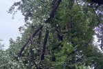 На Оболоні гілки дерева впали на лінії електропередачі