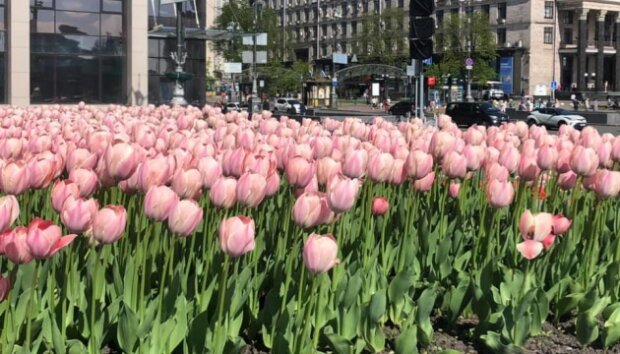 У Києві розцвіли сто тисяч голландських тюльпанів