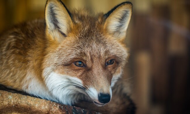 На вулицях Києва помітили лисицю (відео)