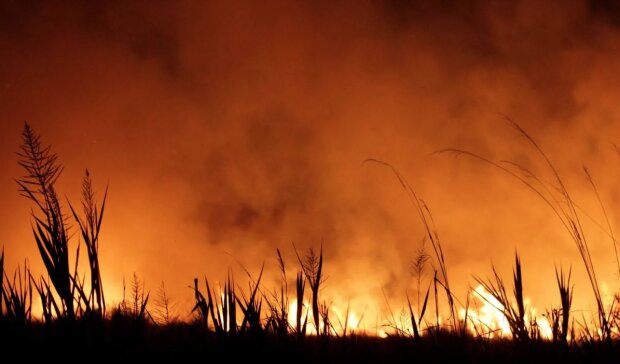 Масштабні пожежі у Європі загострять продовольчу кризу, викликану війною в Україні