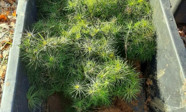 У Святошинському лісництві висадили 8 тисяч сіянців сосни