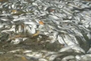 Річку Дніпро отруїли невідомою хімічною речовиною