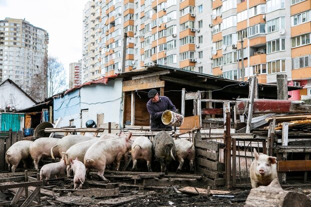 Домашня ферма на Позняках: біля висоток сім`я тримає свиней, кіз, індиків та курей