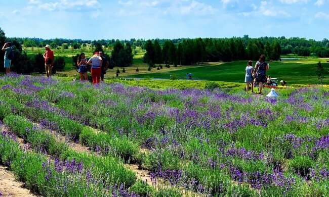 В Добропарку на Київщині розквітли ріки лаванди (фото)