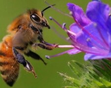 Бджоли – індикатор екологічної ситуації