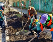 Липи замість пилу: нове озеленення Солом’янки