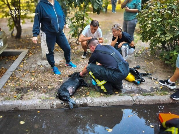 У Білій Церкві ліквідовано пожежу, евакуйовано людей та врятовано собаку