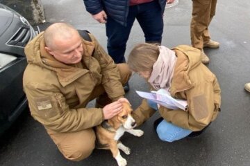 У Києві пес перебігав дорогу і потрапив під колеса авто: заради порятунку тварини перекривали цілий проспект