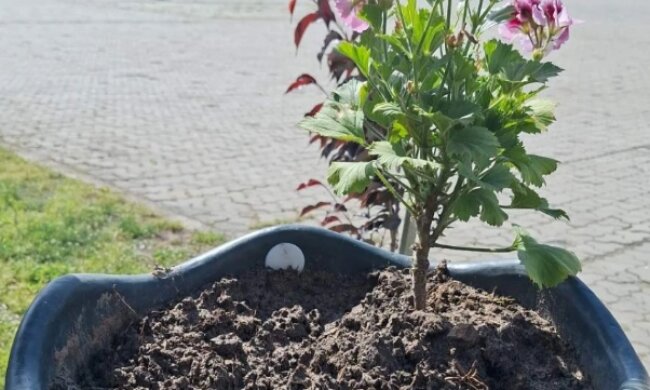 У Славутичі вже не вперше крадуть квіти з міських клумб