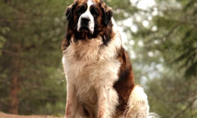 Безпека та виховання: киянам нагадали про обов'язкові правила утримання потенційно небезпечних порід собак