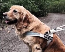 Знайшовся собака-поводир, який зник на Київщині у перший день повномасштабного вторгнення