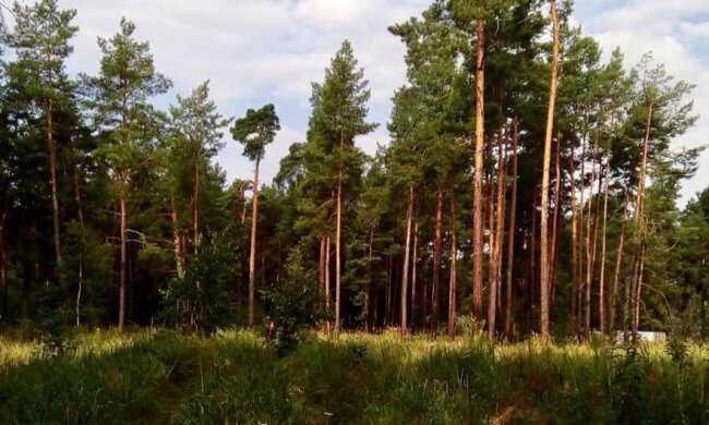 Апеляційний суд повернув громаді Києва 3000 га Біличанського лісу
