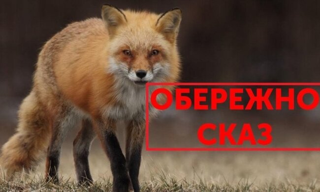 У Києві виявлено дику лисицю зі сказом, введено обмеження в Голосіївському районі — Держпродспоживслужба