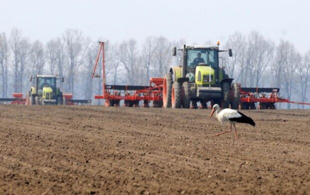 Урожай зернових в Україні через вторгнення РФ скоротиться на 20%, – британська розвідка