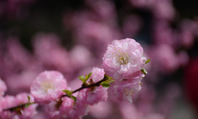 Зелена оаза: Дарницьку площу прикрасили могутні граби та сакури (відео)