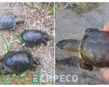 У Білій Церкві поруч з водоймою знайшли десятки мертвих черепах - підозрюють злиття хімікатів