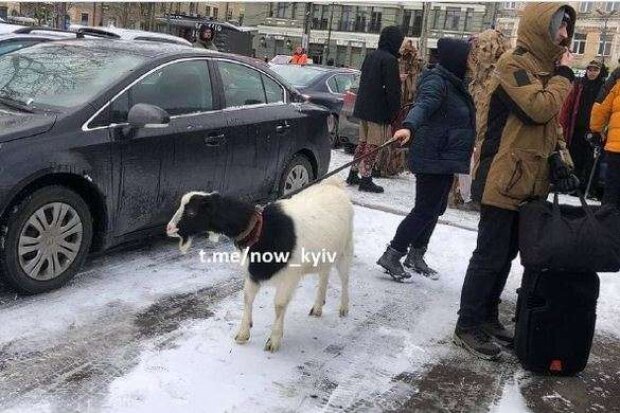 У центрі Києва жінка вигулювала козу на повідку