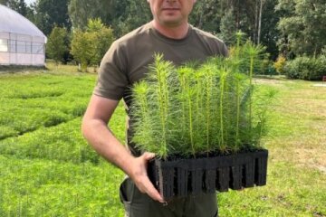 Восени лісівники Житомирщини та Київщини планують висадити понад 9 млн штук сіянців майбутніх дерев