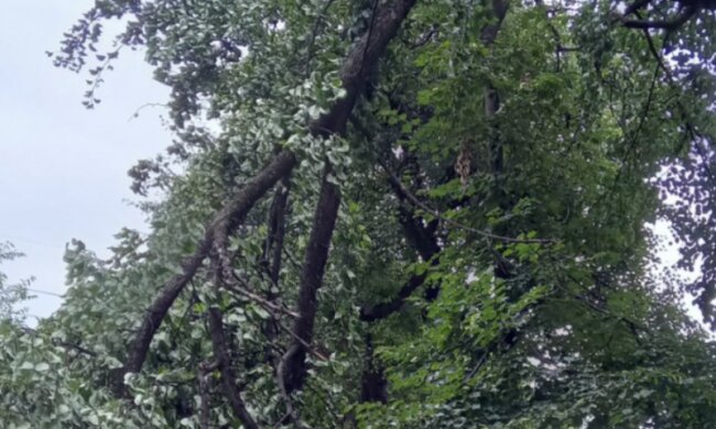 На Оболоні гілки дерева впали на лінії електропередачі