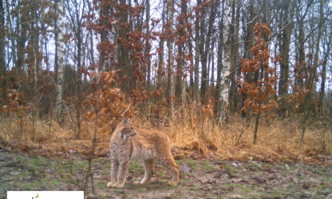 У Чорнобильській зоні зафіксували рідкісну тварину