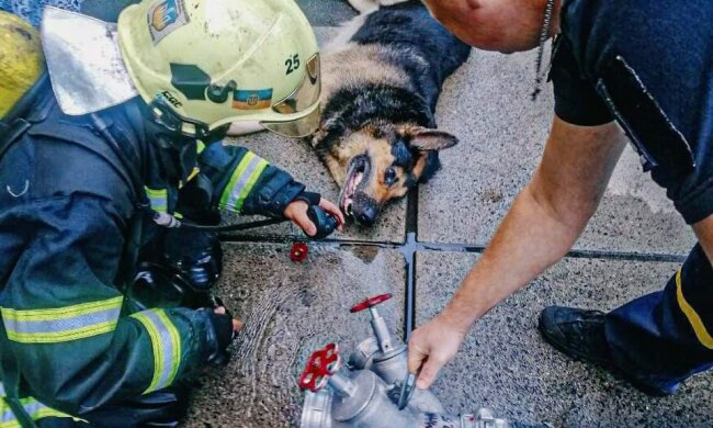В Оболонському районі столиці ДСНС врятували песика із палаючої квартири