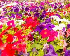 Більше 300 тисяч квітів: на Співочому Полі відкривається виставка Мультленд