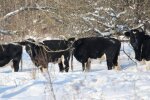 Дикі та вільні: як легендарне стадо корів виживає у Чорнобильських снігах