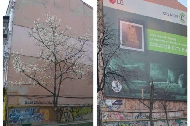 У центрі Києва спиляли магнолію, яка закривала рекламний банер