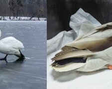 На Київщині врятували лебедя та качку від загибелі