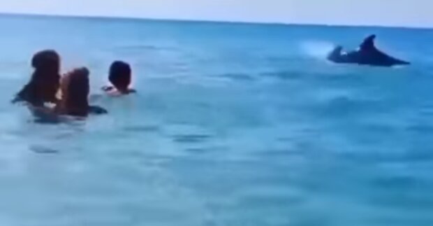 Захват: у Затоці зграйка дельфінів гралась з людьми біля берега (відео)