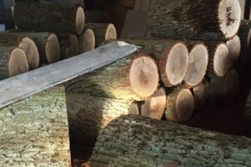 Затримали чорних лісорубів, які знищували цінні породи дерев у Пущі-Водиці