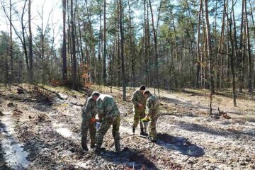 Буде молодий ліс: у Святошино висадили сосни та дуби