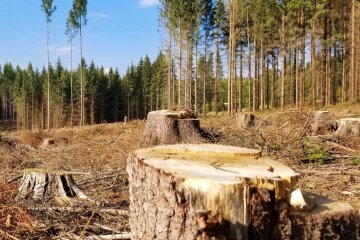 У Чорнобильській зоні вирубали понад 1000 дерев, завдавши збитків на понад ₴77 млн