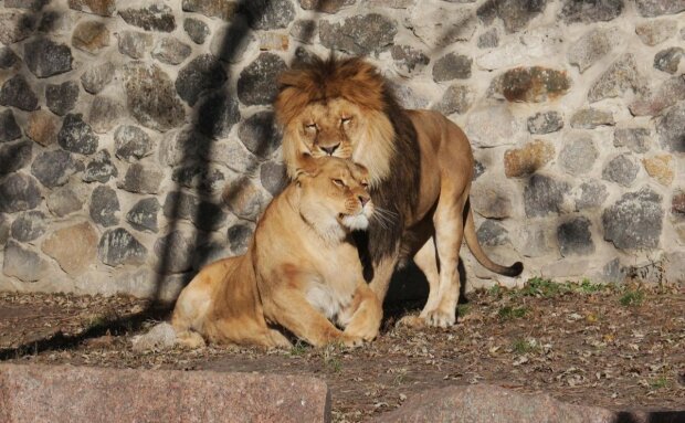 Леви будуть полювати у Київському зоопарку