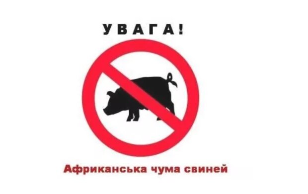 В громаді на Київщині запроваджено карантин — зафіксована африканська чума свиней