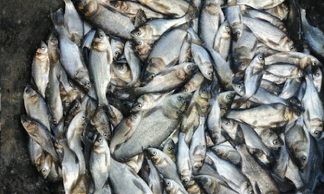 Косівське водосховище на Київщині зарибили майже 7 тоннами однорічок