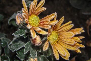 Холодні, дощові, із заморозками: погода на вихідних не порадує киян