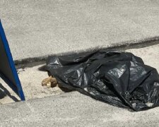 У Києві водій навмисно задавив сплячого собаку